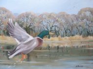 Mallard in flight