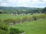 Cows Grazing