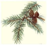 Pinus