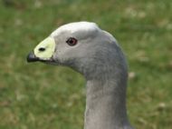 A grey bird