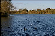 Walks in East Berkshire 