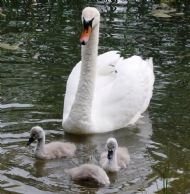 A Swan & It's Signets