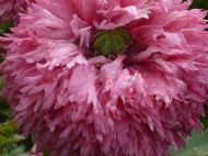 Pink Fun!