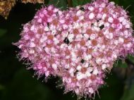 A Heart Shaped Flower
