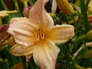 A Lily