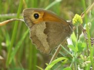 Brown Butterfly