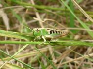 An Insect