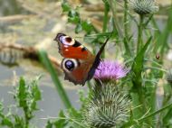 An Unusual Butterfly