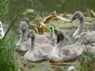 Signets