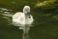 A Signet