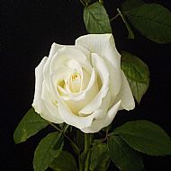 Spares kit for Michaela