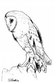 Barn Owl