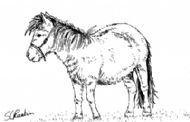 Pony