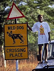 painted dog road crossing