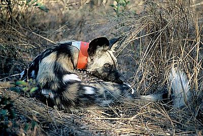 painted dog conservation - anti-snare collar