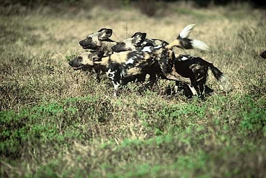 painted dog conservation - abangane hunting dogs