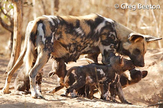 painted dog conservation - mother feeding pups ( greg beeton)