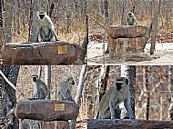 Vervet Monkeys