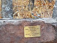 Golden Breasted Bunting