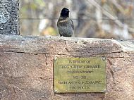 Yellow Vented Bul-Bul