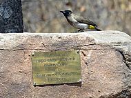 Yellow Vented Bul-Bul