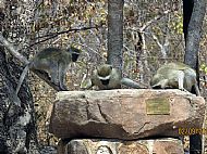 Vervet Monkies