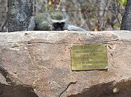 Vervet Monkey