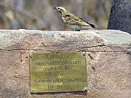 White Browed Sparrow Weaver