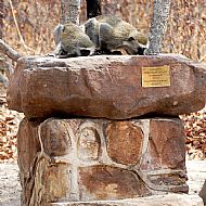 Vervet Monkeys drinking