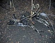 Dead Snared Wild Dog