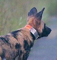 in memoriam: socks - the iconic alpha female of the nyamandhlovu pack