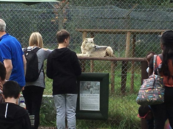 pdc-uk visits uk wolf conservation trust