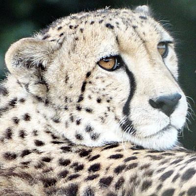 pdc uk at wildlife heritage foundation uk4