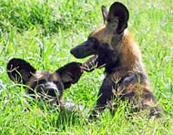 painted dogs at pinder hall, lower road, cookham