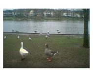 Roath Park Lake in Cardiff.