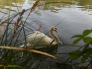 White swan in Cornwall