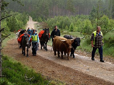 speygrian drovers walk