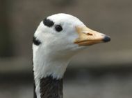 Cute bird