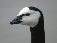 More birdies