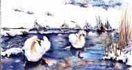 swans in ice and snow