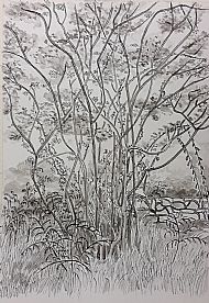 Foliage, Pen & Ink, M. Muir