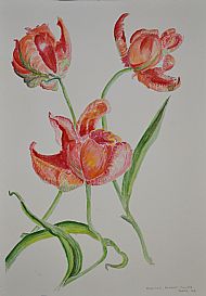 Tulips, Watercolour, J Miller