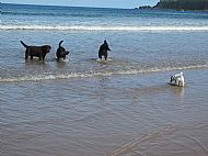 All beaches in the area are dog-friendly all year round