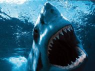 Great White Shark