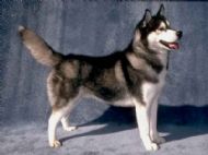 Siberian Husky