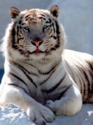 Siberian Tiger