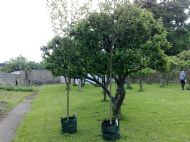 Apricot Trees