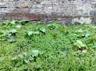 The Dreaded Bindweed!