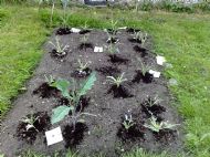 Coffee grounds on the cabbages