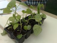 Cape gooseberry seedlings